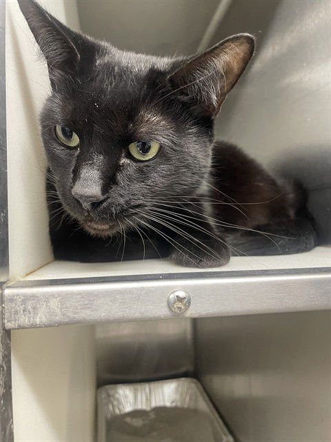 MIDNIGHT - Domestic Short Hair available for adoption