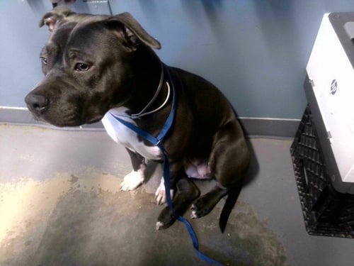 LEESIE - American Staffordshire Terrier available for adoption