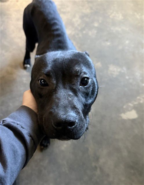 SMOKEY - American Staffordshire Terrier available for adoption