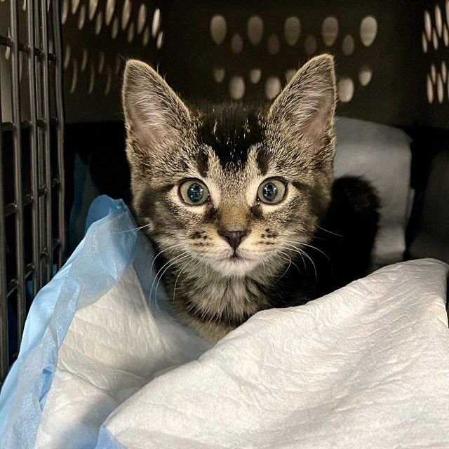 LILY - Domestic Short Hair available for adoption