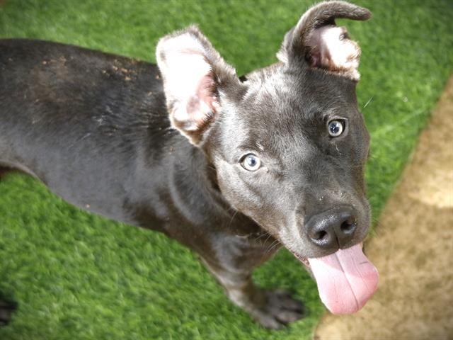 BELLE - Labrador Retriever available for adoption