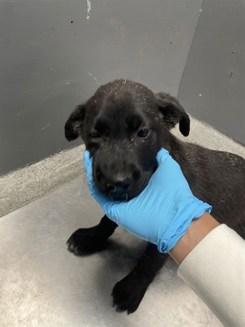 DAWN - German Shepherd Dog available for adoption