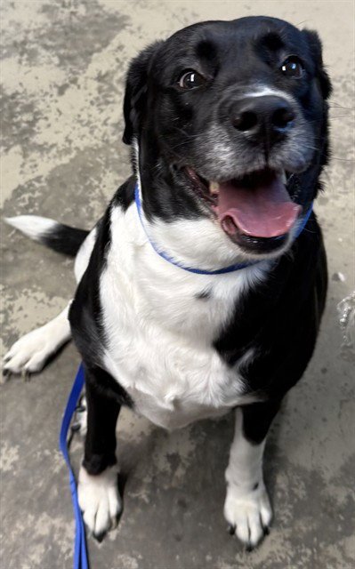 ZARA - Labrador Retriever available for adoption
