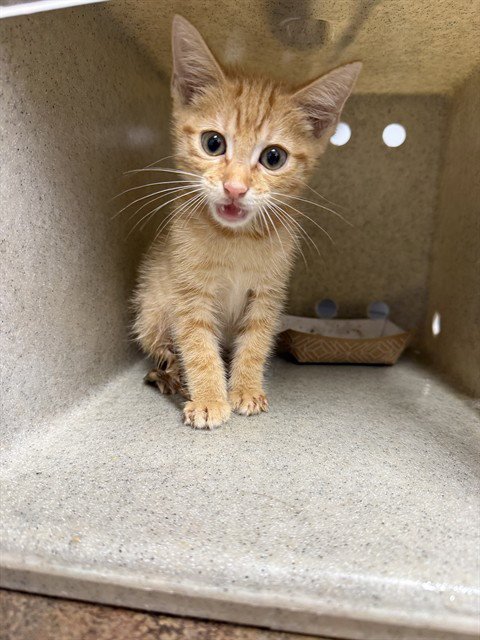 SUNNY SIDE UP - Domestic Short Hair available for adoption