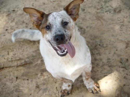 QUEST - Australian Cattle Dog/Blue Heeler / Basset Hound available for adoption