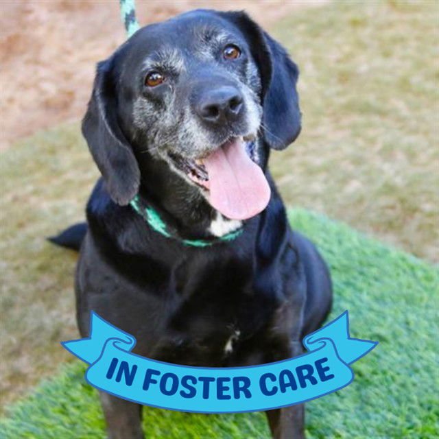 ELLIE - Basset Hound / Labrador Retriever available for adoption