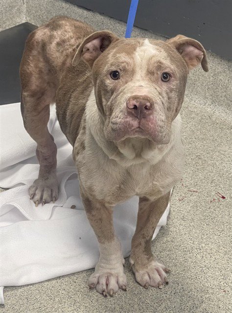 MILKSHAKE - American Pit Bull Terrier available for adoption
