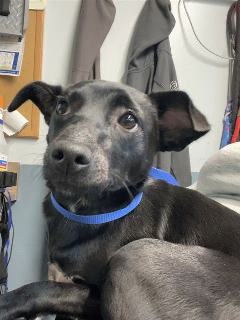 SONY - Chihuahua / Schipperke available for adoption