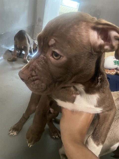 RAVI - American Staffordshire Terrier available for adoption