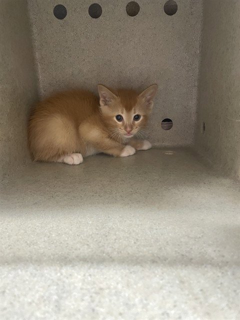 BASIL