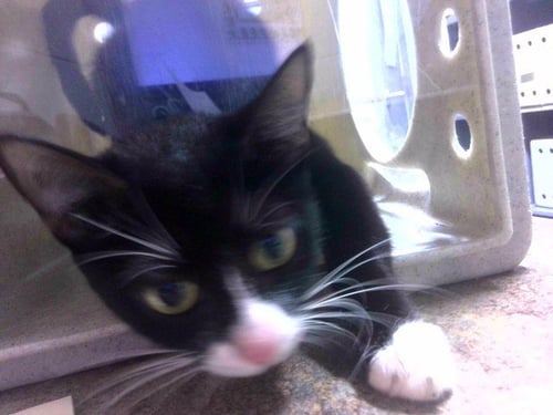 PONG - Domestic Short Hair available for adoption