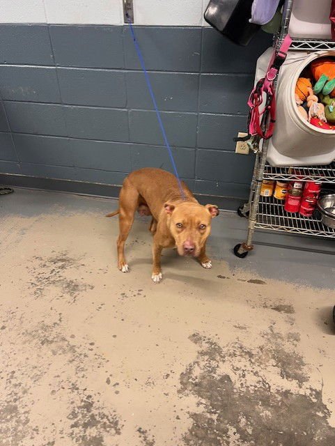 HELEN - American Staffordshire Terrier available for adoption