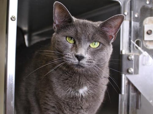 LOUISE - Domestic Short Hair available for adoption