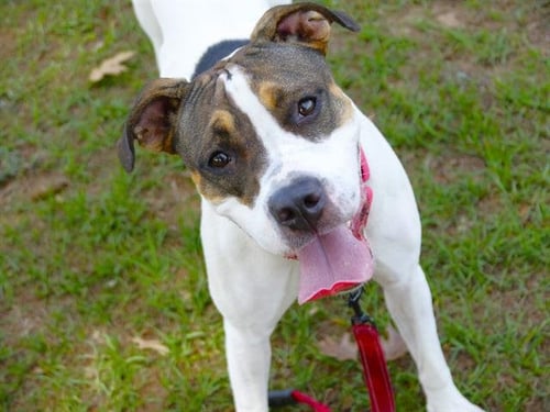 JESS - American Staffordshire Terrier / Boxer available for adoption