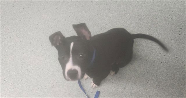KOA - American Staffordshire Terrier available for adoption