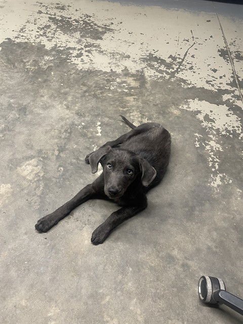 COBALT - Blue Lacy available for adoption