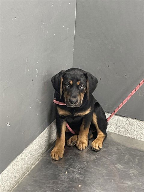 COURTNEY - Black and Tan Coonhound available for adoption