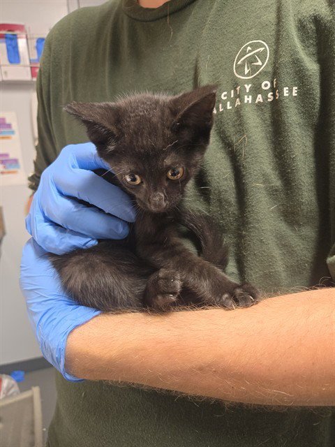 TARA - Domestic Short Hair available for adoption