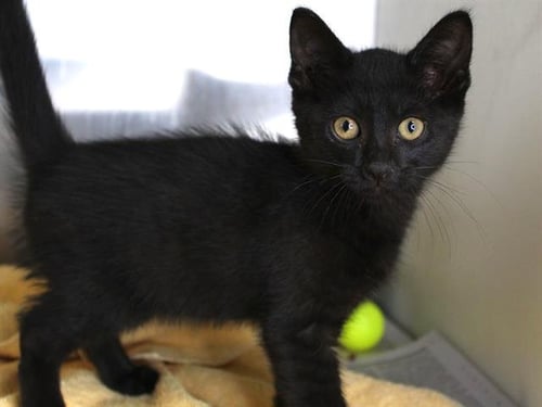 TARA - Domestic Short Hair available for adoption