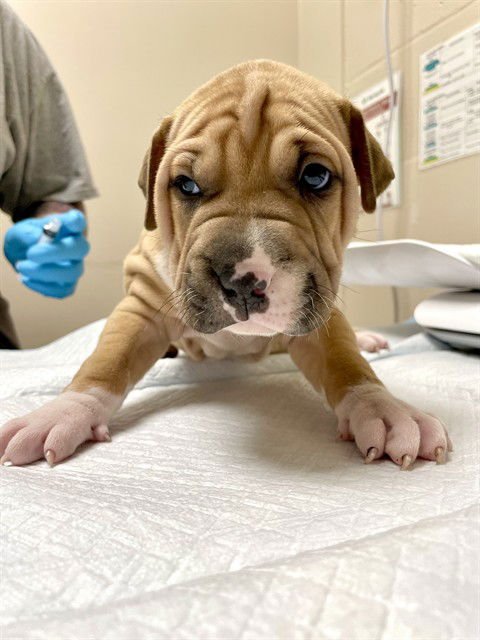 ABEL - Chinese Shar-Pei available for adoption