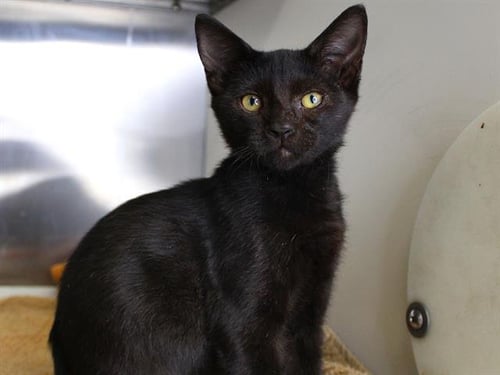 C - Domestic Short Hair available for adoption