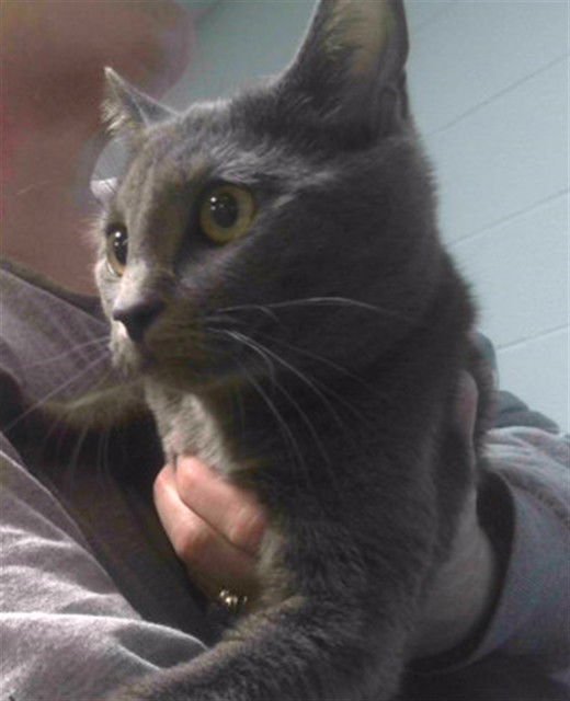 STITCH - Domestic Short Hair available for adoption