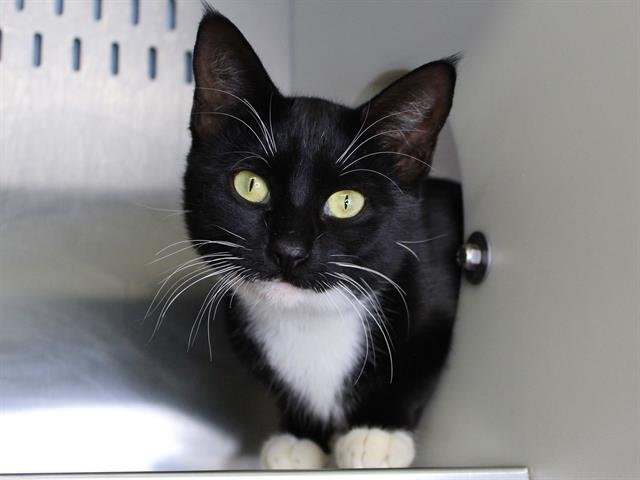 AZULA - Domestic Short Hair available for adoption