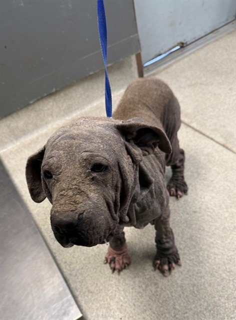 HIPPO - American Staffordshire Terrier available for adoption