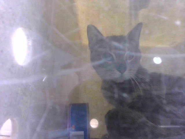 SPIKE - Domestic Short Hair available for adoption