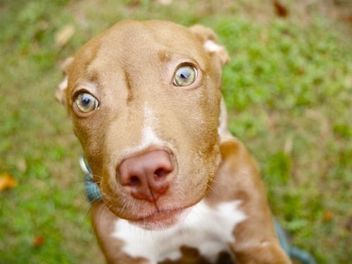 JOPPA - American Staffordshire Terrier available for adoption