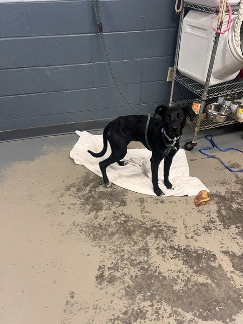 MINNOW - Labrador Retriever available for adoption