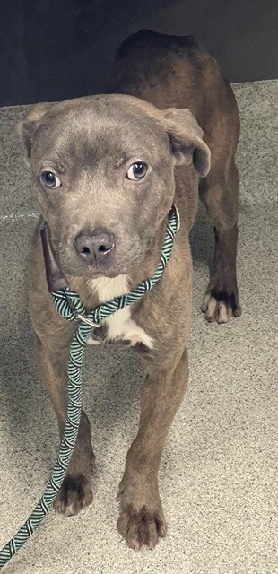 BLEW - American Staffordshire Terrier available for adoption