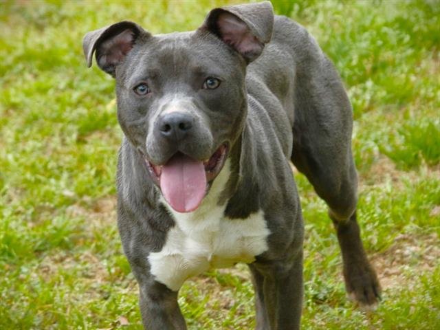 ROSCOE - American Staffordshire Terrier available for adoption