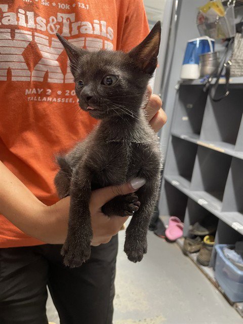 BRANDI - Domestic Short Hair available for adoption
