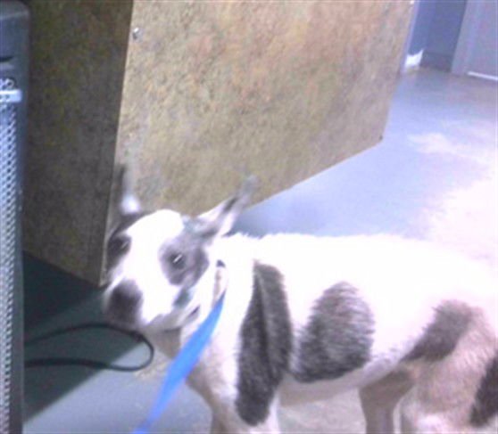 HONEY - Rat Terrier available for adoption