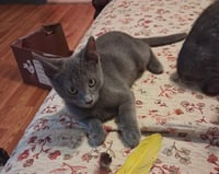 JELLY BEAN - Photo 1