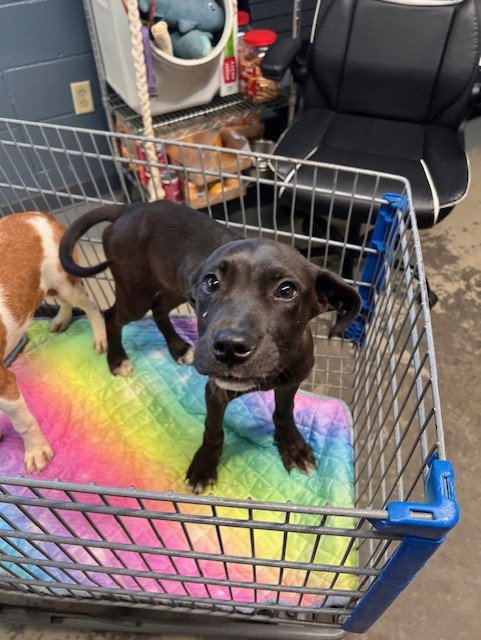 ROB - Catahoula Leopard Dog available for adoption