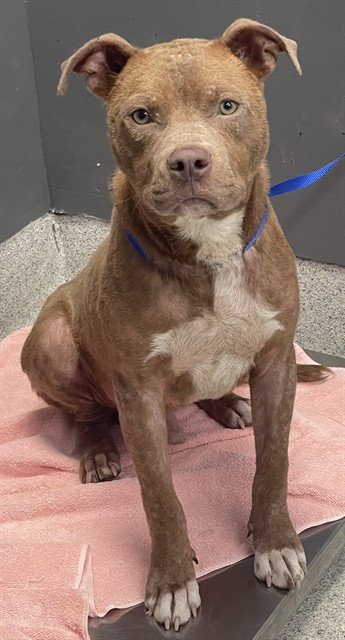 MEATLOAF - American Staffordshire Terrier available for adoption