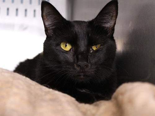FOXTROT - Domestic Short Hair available for adoption