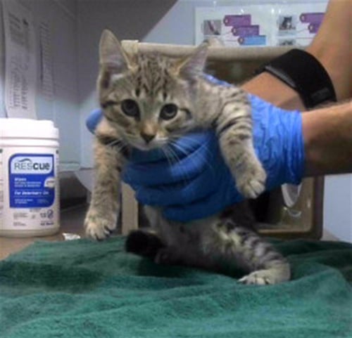 PERISCOPE - Domestic Medium Hair for adoption in Tallahassee