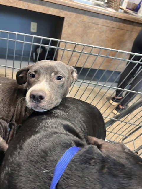 ATHOS - Labrador Retriever available for adoption