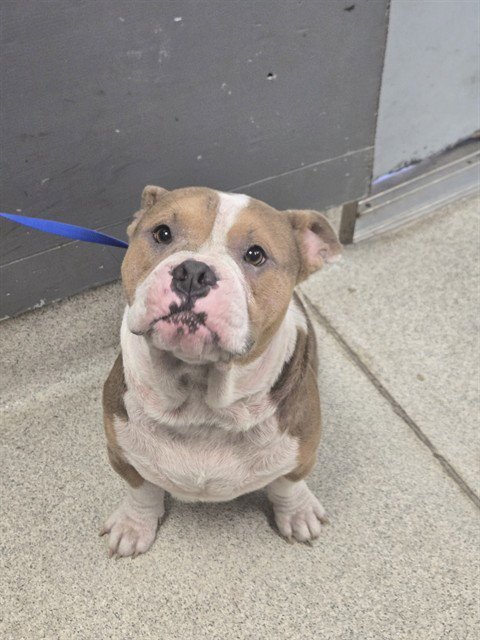 OMAR - English Bulldog available for adoption