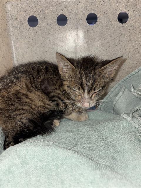 PANTS - Domestic Short Hair available for adoption
