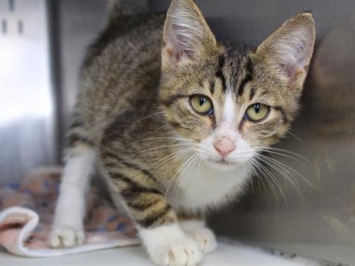 PANTS - Domestic Short Hair available for adoption