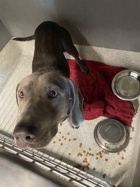 GARY - Weimaraner / Labrador Retriever available for adoption