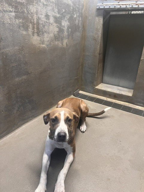 JIG SAW - Treeing Walker Coonhound available for adoption
