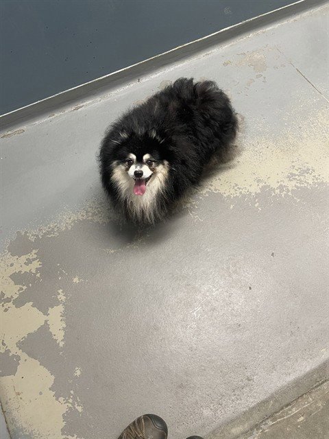 DOC - Pomeranian available for adoption