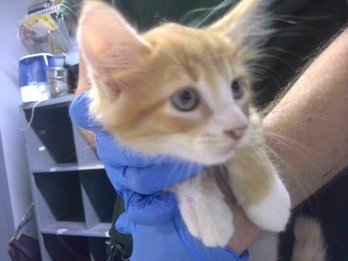 SPAGHETTI - Domestic Short Hair available for adoption