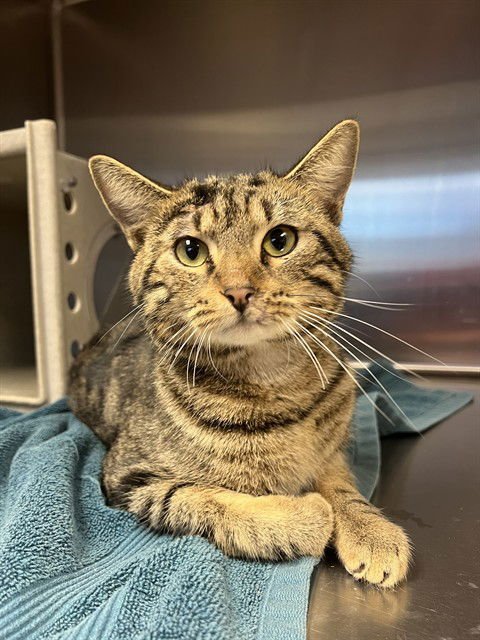 MICHAEL SCOTT - Domestic Short Hair available for adoption