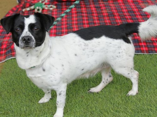 KHALEESI - Pembroke Welsh Corgi / Border Collie available for adoption